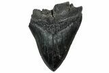 Fossil Megalodon Tooth - South Carolina #325773-1